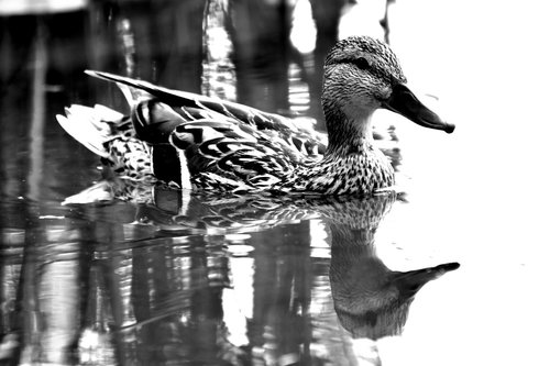 duck  mallard duck  water