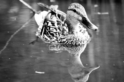 duck  mallard duck  water