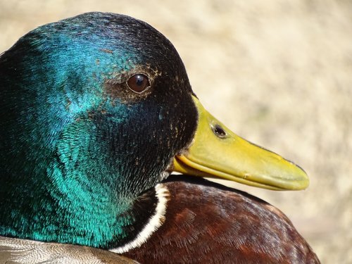 duck  drake  close up