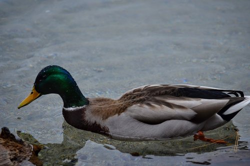 duck  lake  water