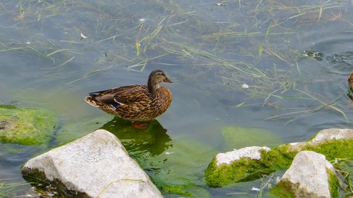 duck  water  lake