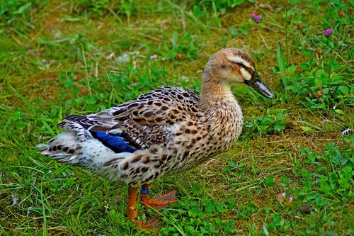 duck  mallard  bird