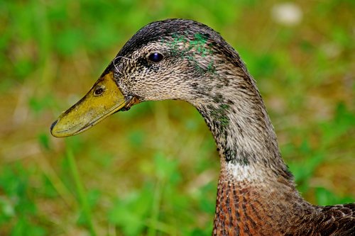 duck  head  bird