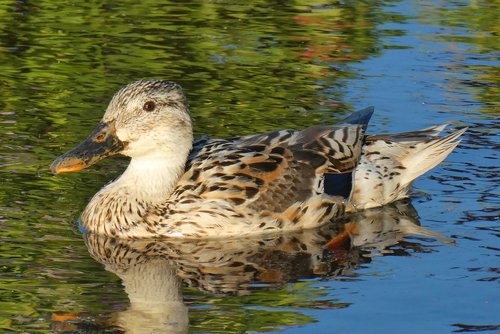 duck  feathers  ditch