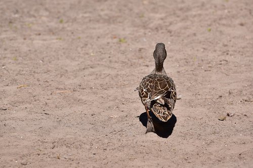 duck  water bird  animal