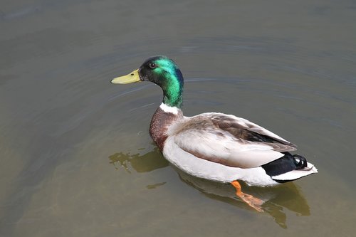 duck  madison  wisconsin