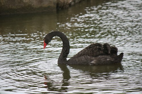 duck  black  zoo