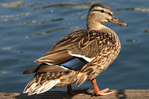 duck  mallard  bird