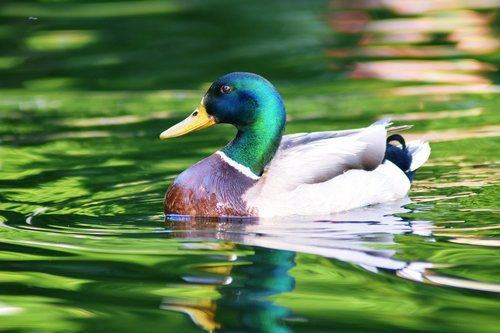 duck  lake  water