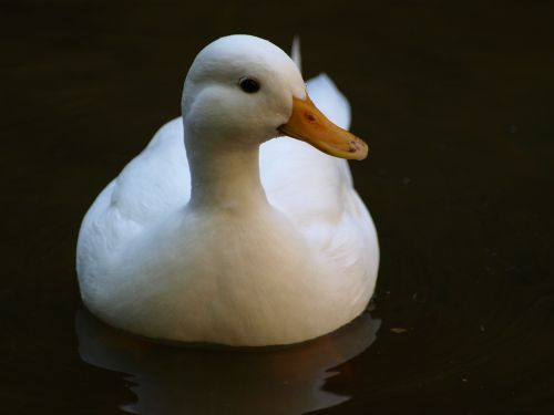 duck white water