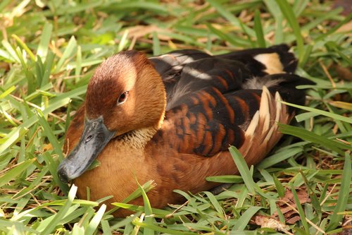 duck  animal  bird