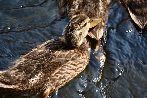 duck  nature  plumage