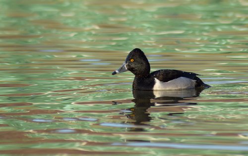 duck  river  water