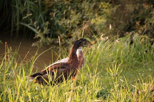 duck  walk  grass