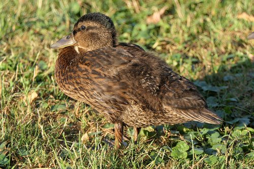 duck  morning  water bird