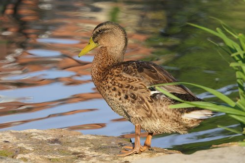 duck  morning  water bird