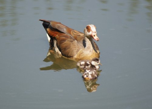 duck  ducklings  pond