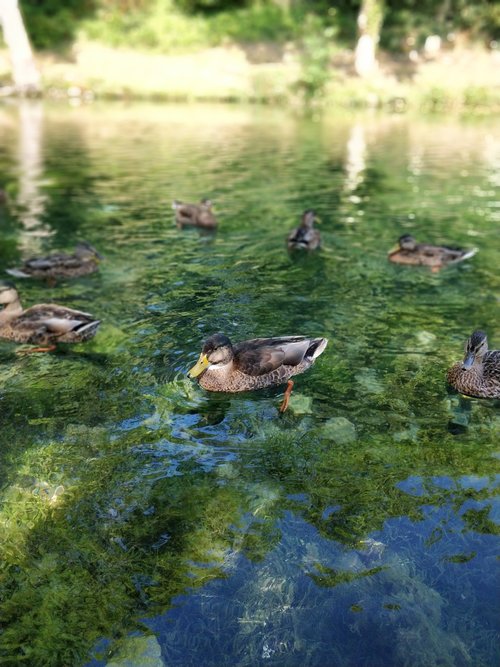 duck  water  algae