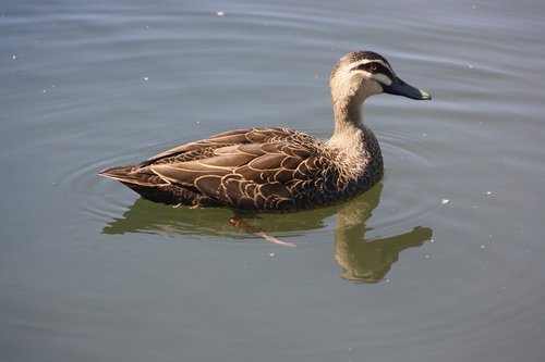 duck  bird  brown
