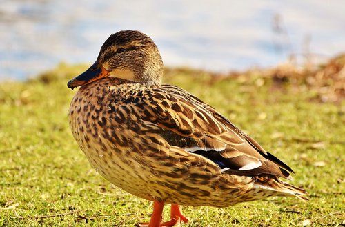 duck  mallard  water bird