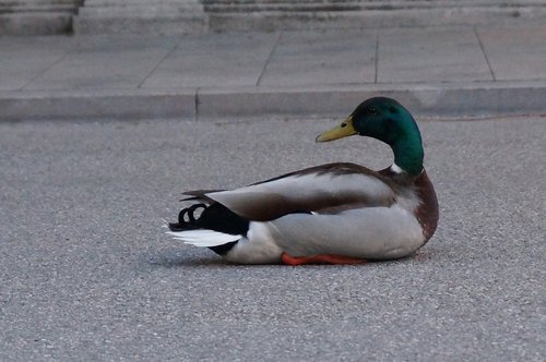 duck  street  stubborn