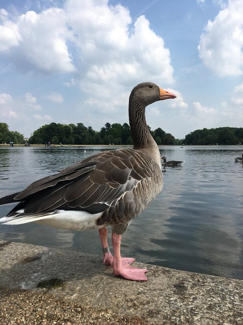 duck  proud  lake