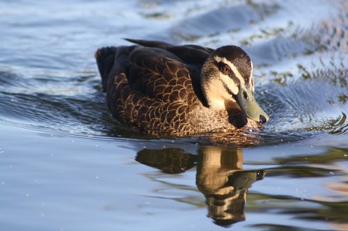 duck  swimming  swim