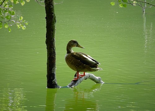 duck  lake  bird