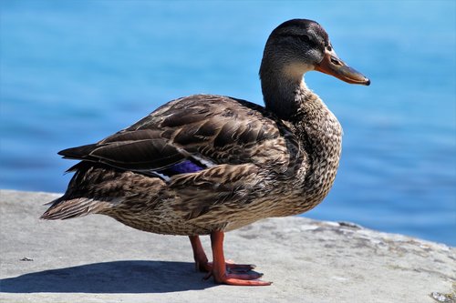 duck  beach  lake