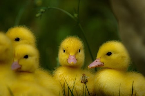 duck  small  ducky