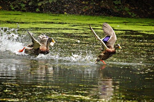 duck  running duck  water