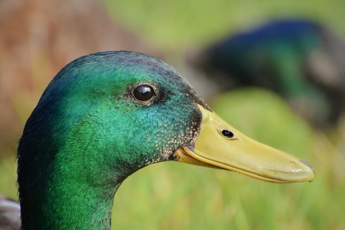 duck  drake  mallard