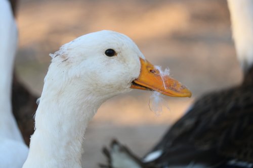 duck  white  animal