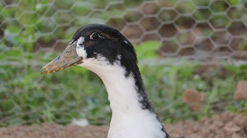 duck  white  animal