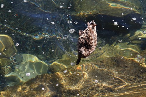 duck  lake constance  water