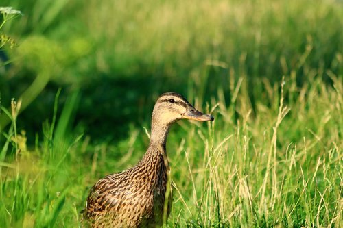 duck  water bird  wild