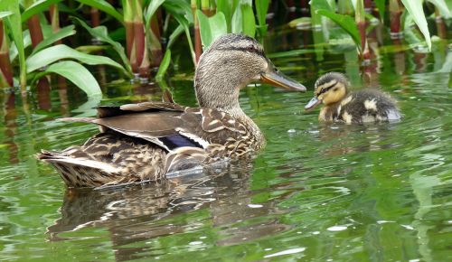 duck water nature