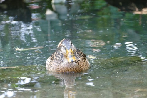 duck  water bird  animal