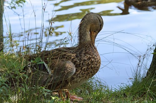 duck  preening  feathers