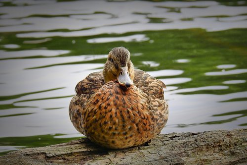 duck  lake  bird