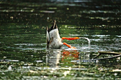 duck  bird  running duck