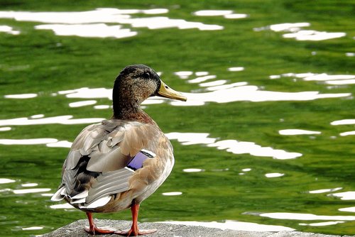 duck  look  bird