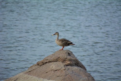 duck  water  stone