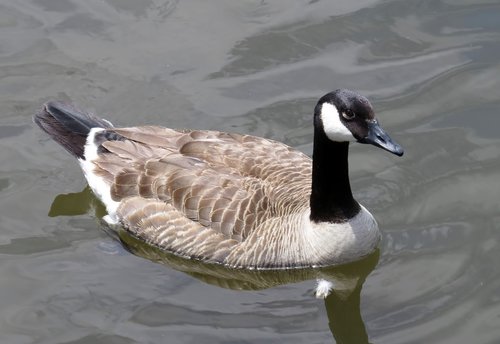 duck  water  covered bridge festival