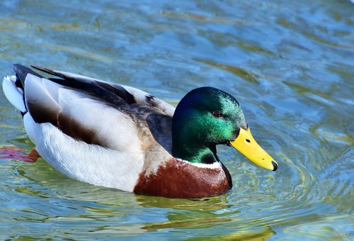 duck  drake  water bird