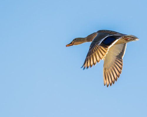 duck  flying  sky