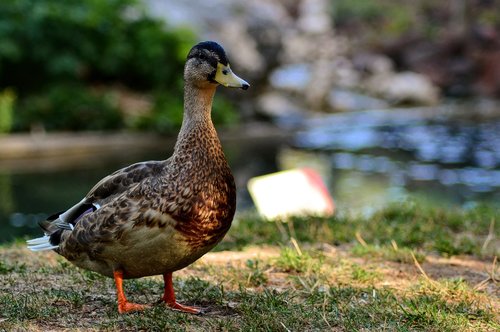 duck  zoo  beak