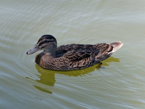 duck  animal  water