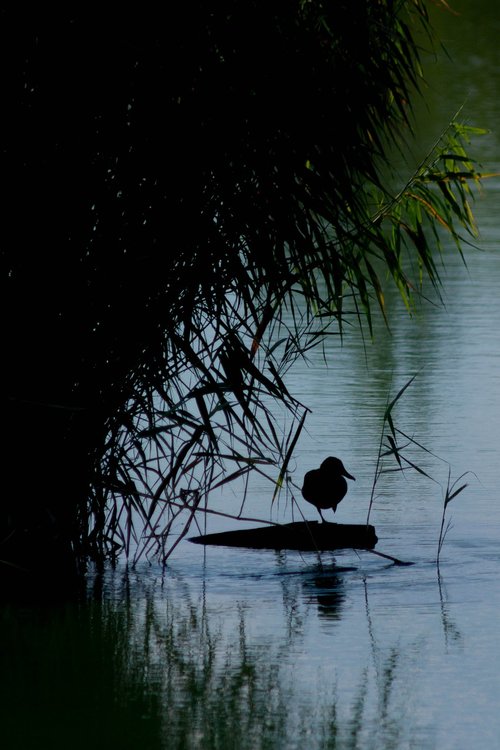 duck  lake  bird