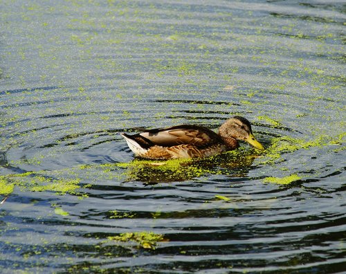 duck  water bird  female